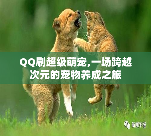 QQ刷超级萌宠,一场跨越次元的宠物养成之旅