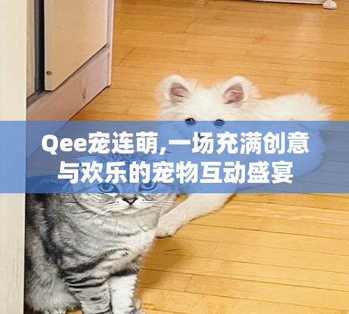 Qee宠连萌,一场充满创意与欢乐的宠物互动盛宴