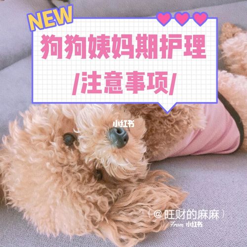 狗狗例假1个月了怎么办吃什么药(狗狗月经一个半月了还不停)