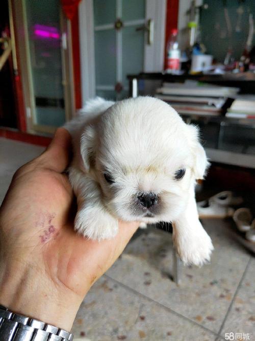 幼犬几个月发育最快(幼犬几个月开始猛涨)