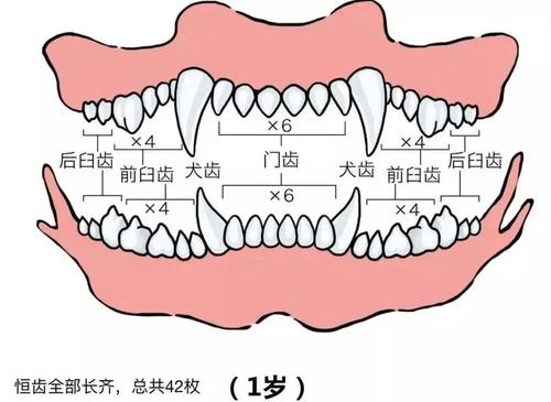 犬几个月开始换牙(犬几个月开始换牙齿)