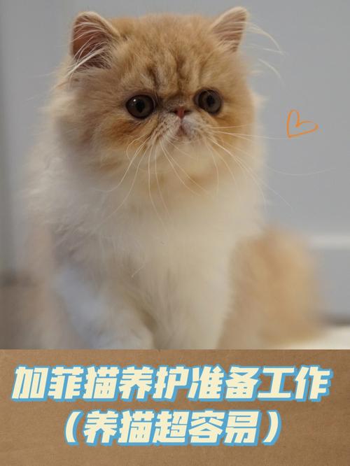 四个月加菲(四个月加菲猫能吃猫粮吗)