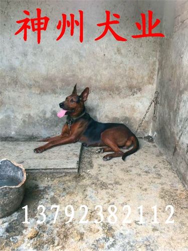 山红犬几个月立耳(中国山红犬多少钱一只)