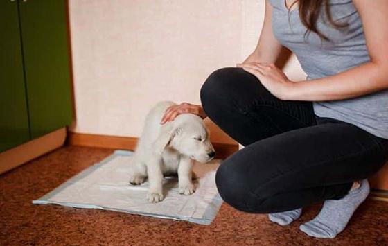 一个月幼犬训练大小便(一个月幼犬训练大小便视频)