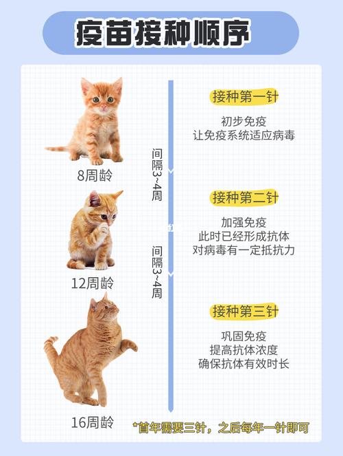 5个月猫咪打育苗要打几联(五个月大的猫需要打第三针吗)