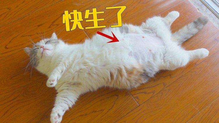 猫咪三个月大怀孕了(猫咪怀孕3个月还不生正常吗)