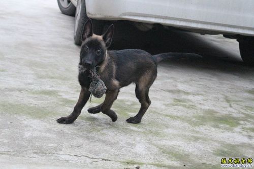 三个月黑死马犬图片(三个月的黑背犬图片)