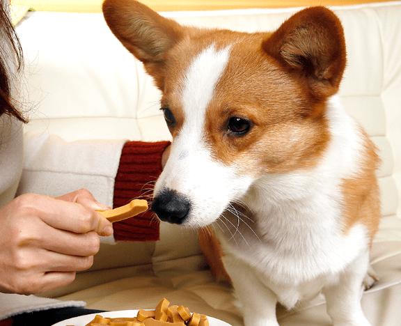 狗狗两个月可以吃零食吗(两个月以上的狗狗可以给吃零食吗)