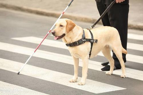 导盲犬一个月图片(导盲犬的寿命一般多长)