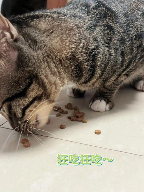 五个月小猫可以吃猫粮吗(五个月的猫可以吃零食吗)