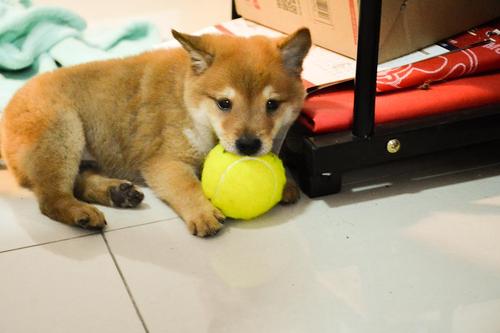 二个月柴犬食量(二个月柴犬食量大正常吗)