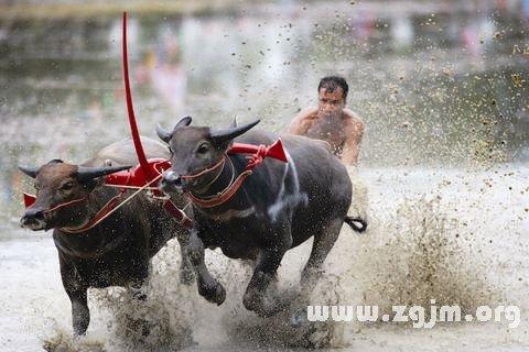 梦到水牛在门外(梦见水牛来家门口把它赶跑了)