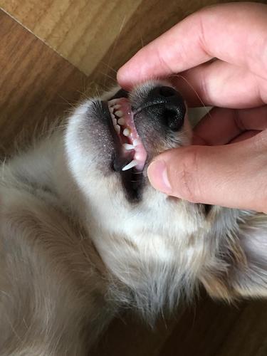 五个月小狗牙能长多大(五个月狗牙齿图片大全)