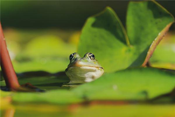 梦到老公在卖青蛙的简单介绍