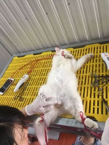 几个月的猫可以绝育(几个月的猫咪可以做绝育)