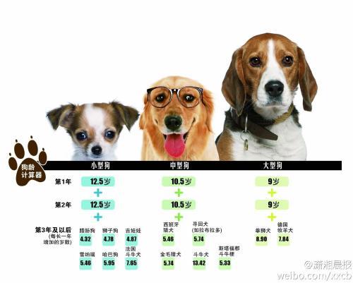 一个月等于狗几岁(狗的1个月是人的几岁)