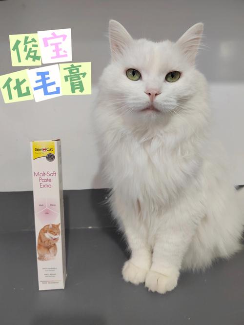 五个月的猫咪需要吃化毛膏(5个月的猫咪需要吃化毛膏吗)