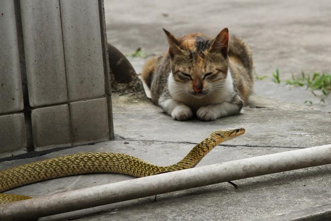 梦到猫和蛇(梦到猫和蛇打架)