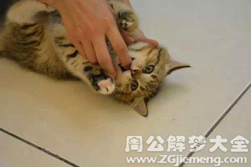 梦到自己把猫打死了(梦到自己把猫打死了是什么意思啊)